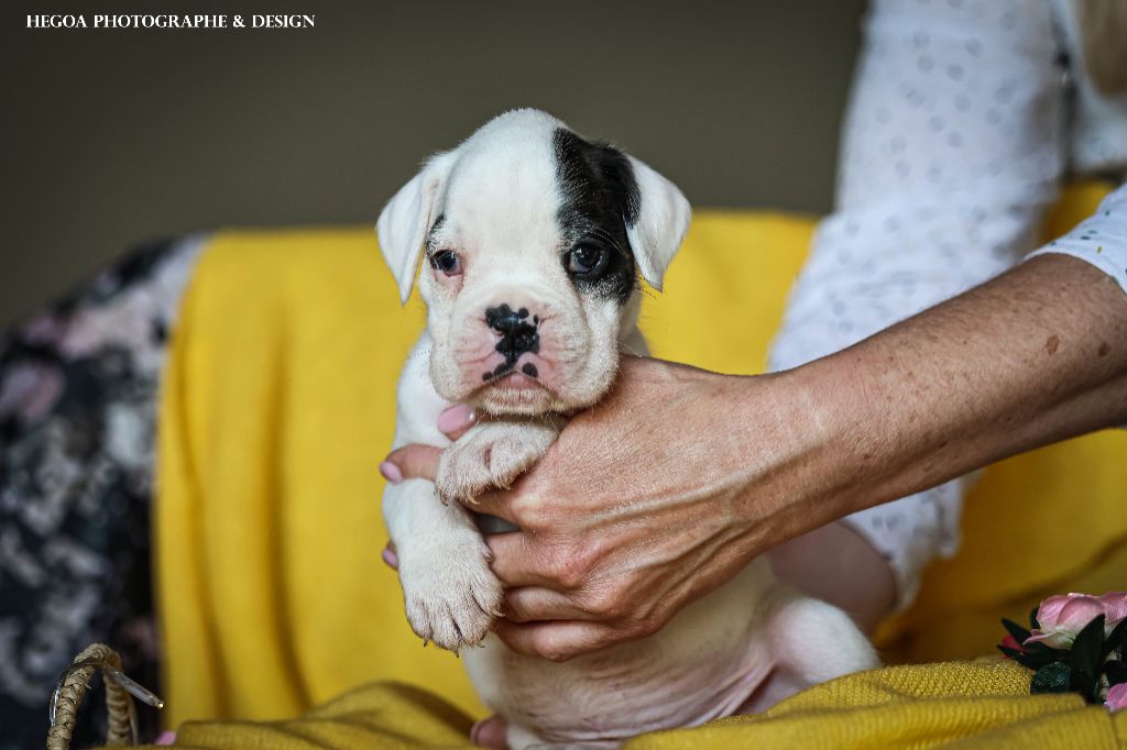 Des Fontaines De Nolibos - Chiots disponibles - Boxer
