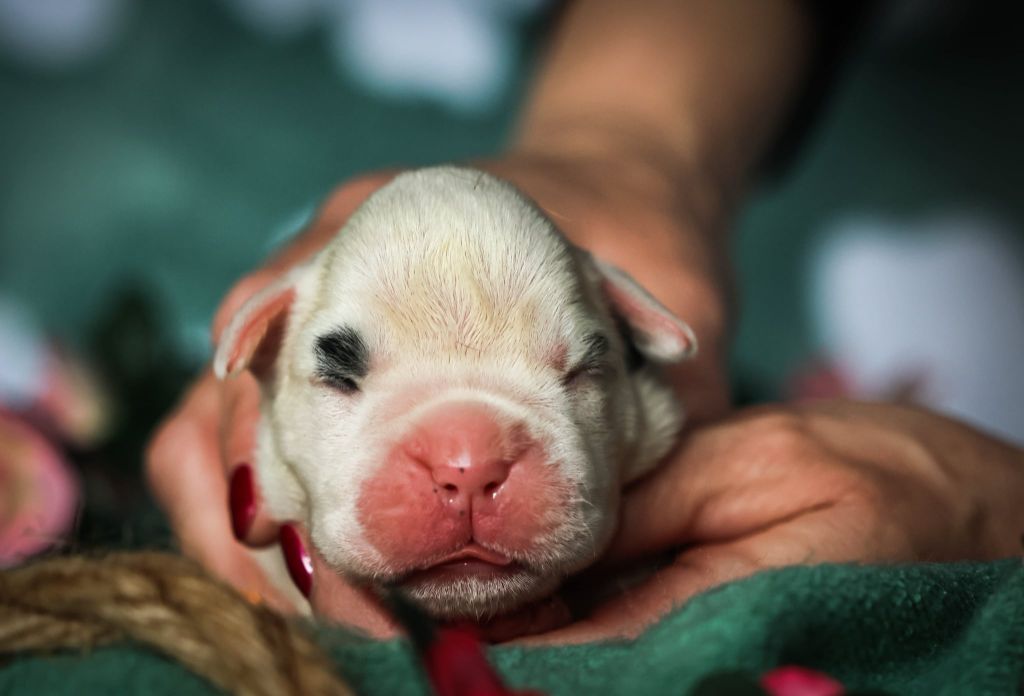 Des Fontaines De Nolibos - Chiots disponibles - Boxer