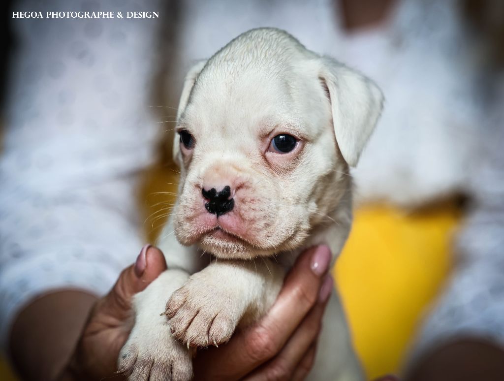 Des Fontaines De Nolibos - Chiots disponibles - Boxer
