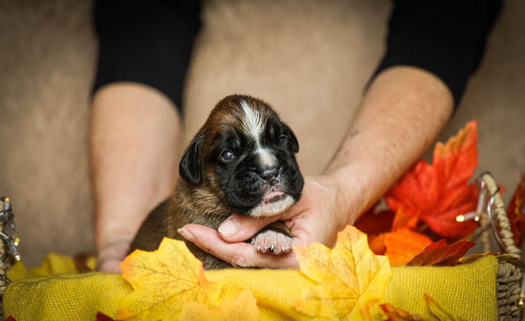 Des Fontaines De Nolibos - Chiots disponibles - Boxer