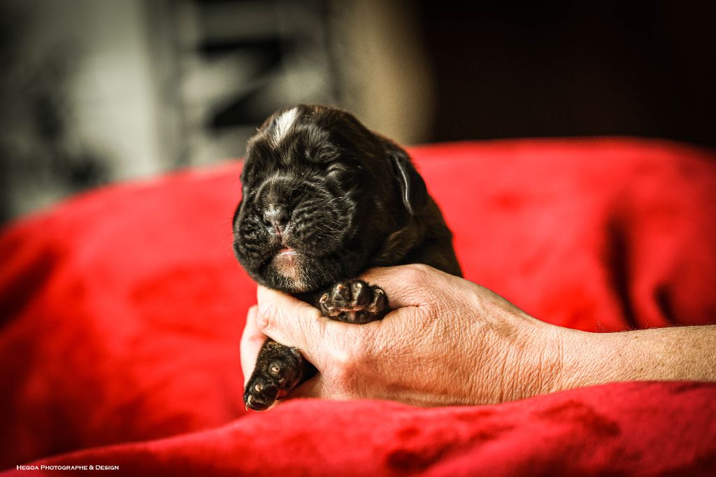 Des Fontaines De Nolibos - Chiots disponibles - Boxer