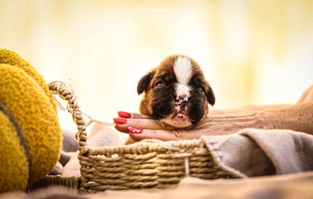 Des Fontaines De Nolibos - Chiots disponibles - Boxer