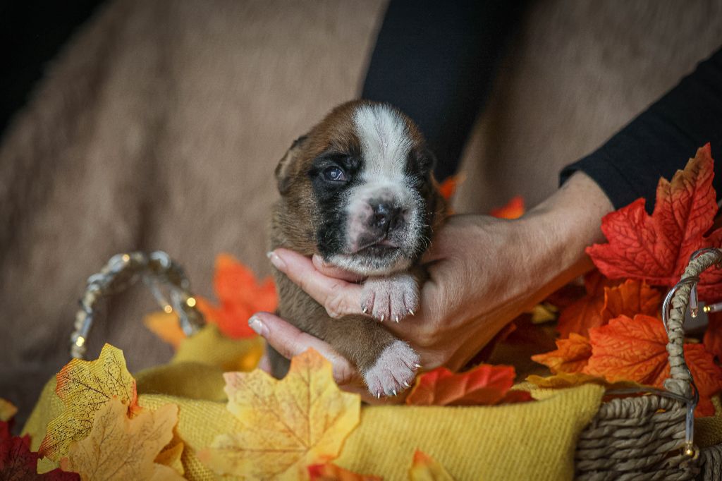 Des Fontaines De Nolibos - Chiots disponibles - Boxer