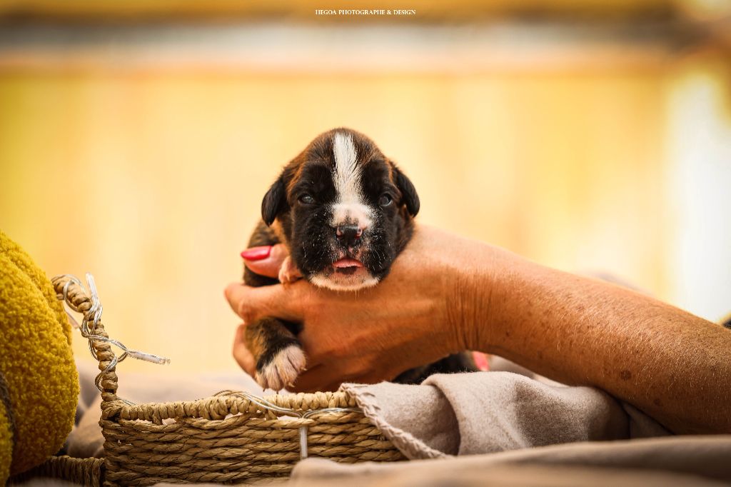 Des Fontaines De Nolibos - Chiots disponibles - Boxer