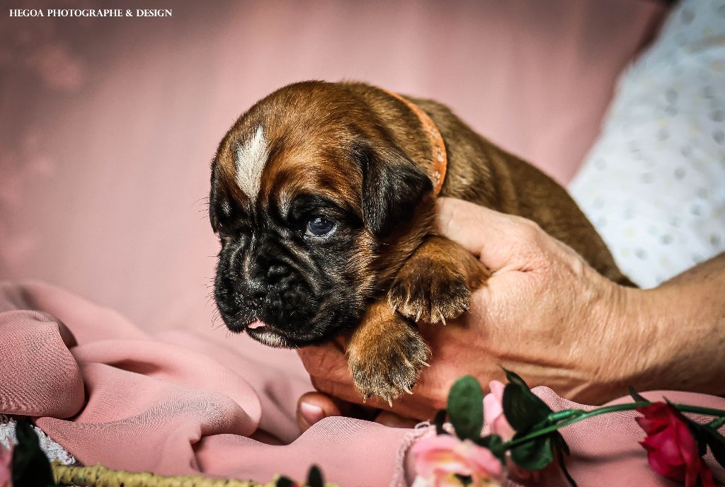 Des Fontaines De Nolibos - Chiots disponibles - Boxer